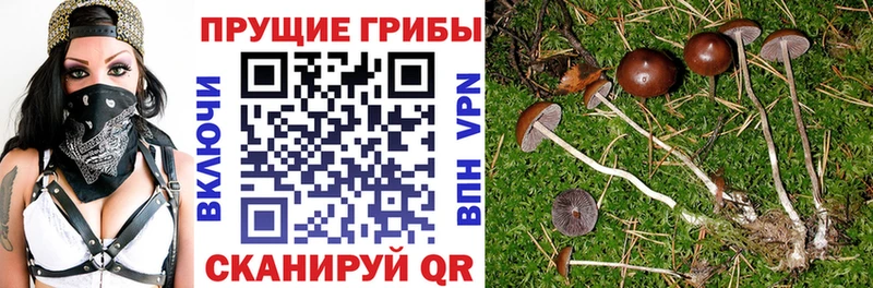 наркошоп  Пушкино  darknet формула  Галлюциногенные грибы мицелий 